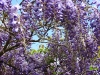 wisteria4